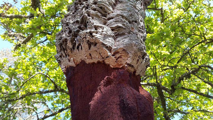 packaging-ideas-cork-tree.jpg