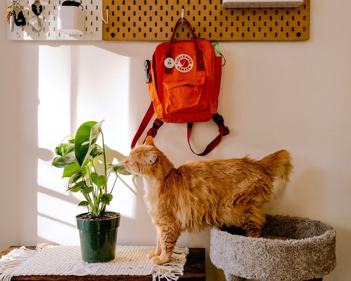 Shopify recommerce Kitty Kanken